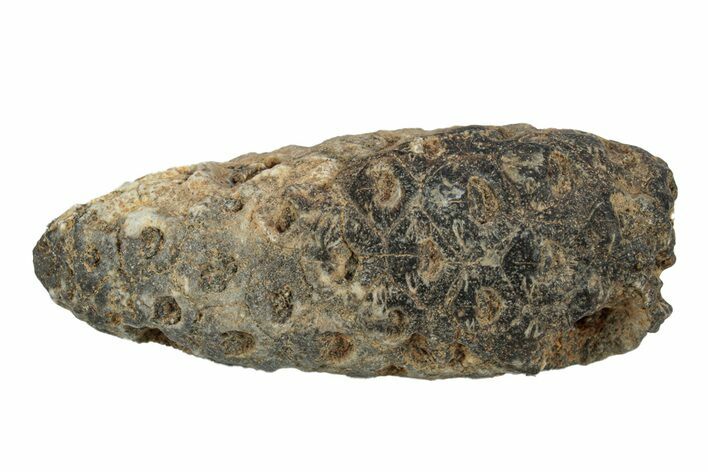 Fossil Seed Cone (Or Aggregate Fruit) - Morocco #255046